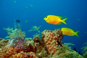 Navigating Underwater Photography and Drone Regulations for Your Bali Buddha Statue Inspiration Journey