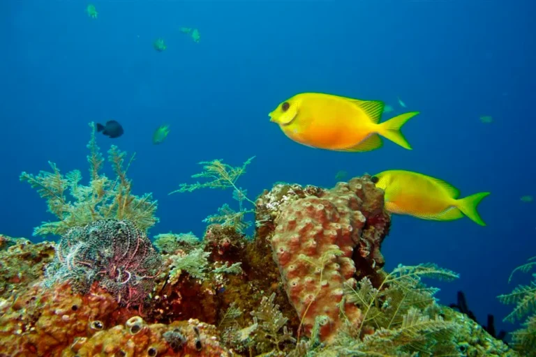 Navigating Underwater Photography and Drone Regulations for Your Bali Buddha Statue Inspiration Journey