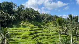 Eco-Friendly Buddha Statues from Bali